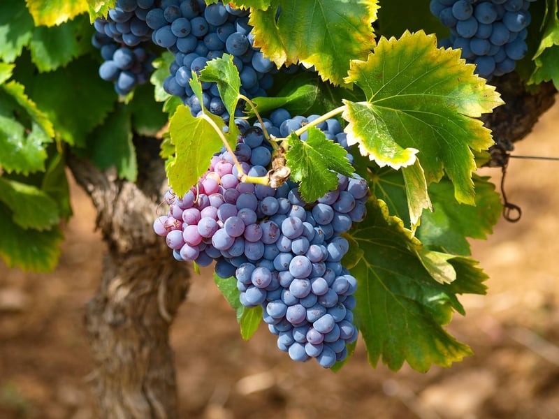Wine Grapes